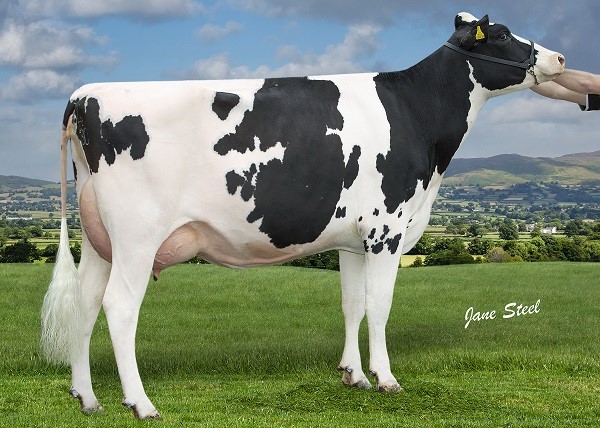 A cow standing in a field.